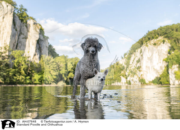 Kleinpudel und Chihuahua / Standard Poodle and Chihuahua / AH-07648