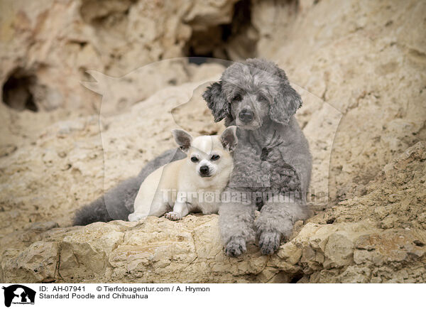 Standard Poodle and Chihuahua / AH-07941