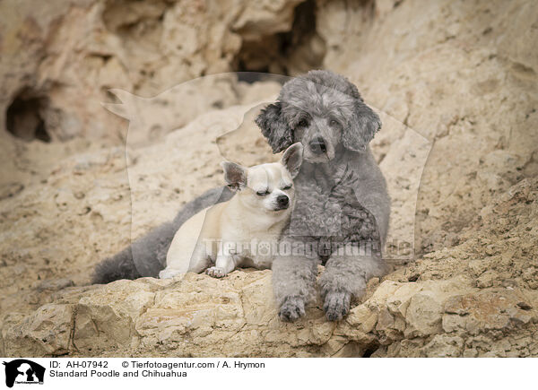 Kleinpudel und Chihuahua / Standard Poodle and Chihuahua / AH-07942