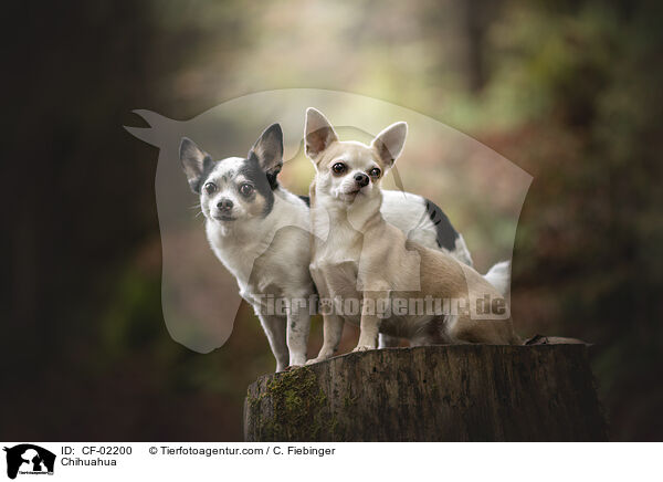 Chihuahua / Chihuahua / CF-02200