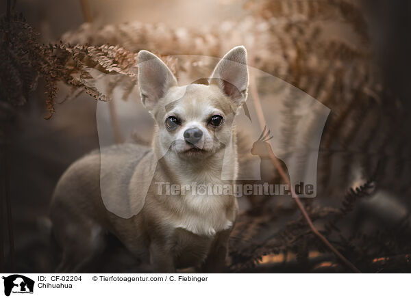 Chihuahua / Chihuahua / CF-02204