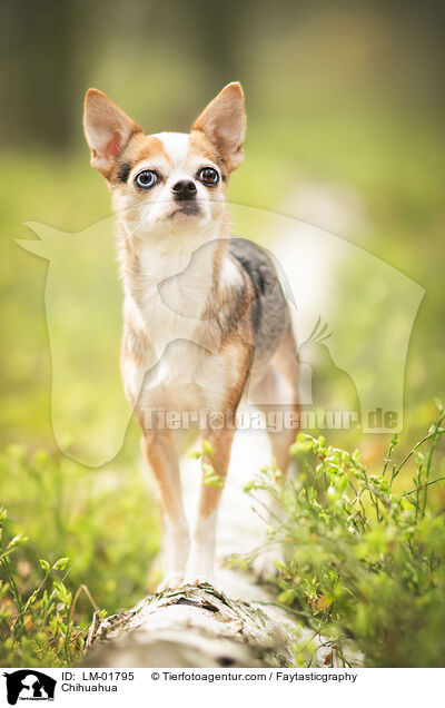 Chihuahua / Chihuahua / LM-01795