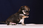 chihuahua puppy