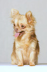 sitting longhair chihuahua