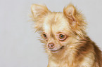 longhair chihuahua portrait