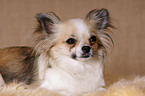 longhaired Chihuahua