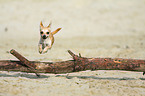 jumping Chihuahua