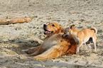 Chihuahua & Golden Retriever