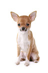 shorthaired Chihuahua