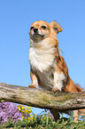 longhaired Chihuahua