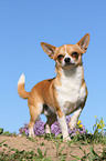 shorthaired Chihuahua