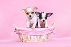 Chihuahua Puppies