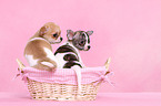 Chihuahua Puppies