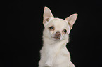 shorthaired Chihuahua portrait