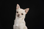 shorthaired Chihuahua portrait