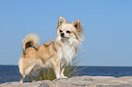 longhaired Chihuahua