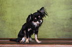 sitting longhaired Chihuahua