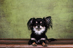 lying longhaired Chihuahua