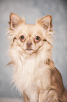 longhaired Chihuahua portrait