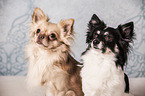 2 longhaired Chihuahuas