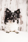 lying longhaired Chihuahua