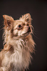 longhaired Chihuahua portrait