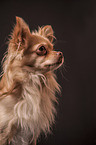 longhaired Chihuahua portrait