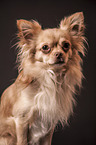 longhaired Chihuahua portrait