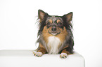 lying longhaired Chihuahua