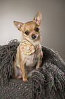 sitting shorthaired Chihuahua