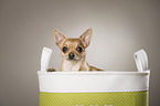 shorthaired Chihuahua portrait