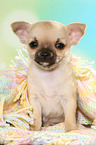 sitting shorthaired Chihuahua Puppy