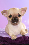 lying shorthaired Chihuahua Puppy