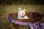 longhaired Chihuahua puppy