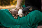 longhaired Chihuahua puppies