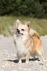 standing longhaired Chihuahua