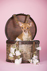 shorthaired Chihuahua portrait