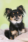 sitting longhaired Chihuahua