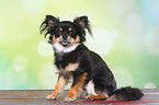 sitting longhaired Chihuahua