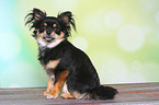 sitting longhaired Chihuahua