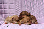 Chihuahua Puppies