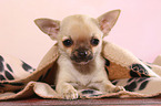 lying shorthaired Chihuahua Puppy