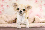 lying longhaired Chihuahua