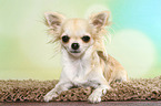 lying longhaired Chihuahua