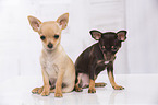 young Chihuahuas