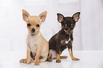 young Chihuahuas