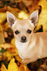 young Chihuahua