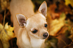 young Chihuahua