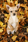 young Chihuahua