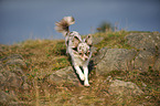 longhaired Chihuahua